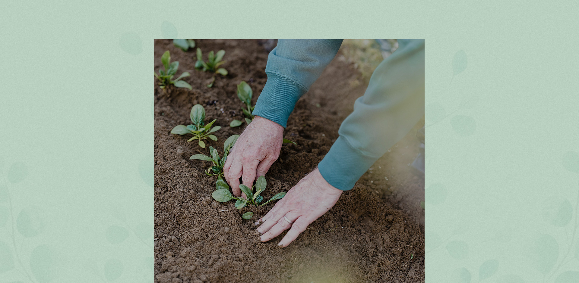 planting-banner